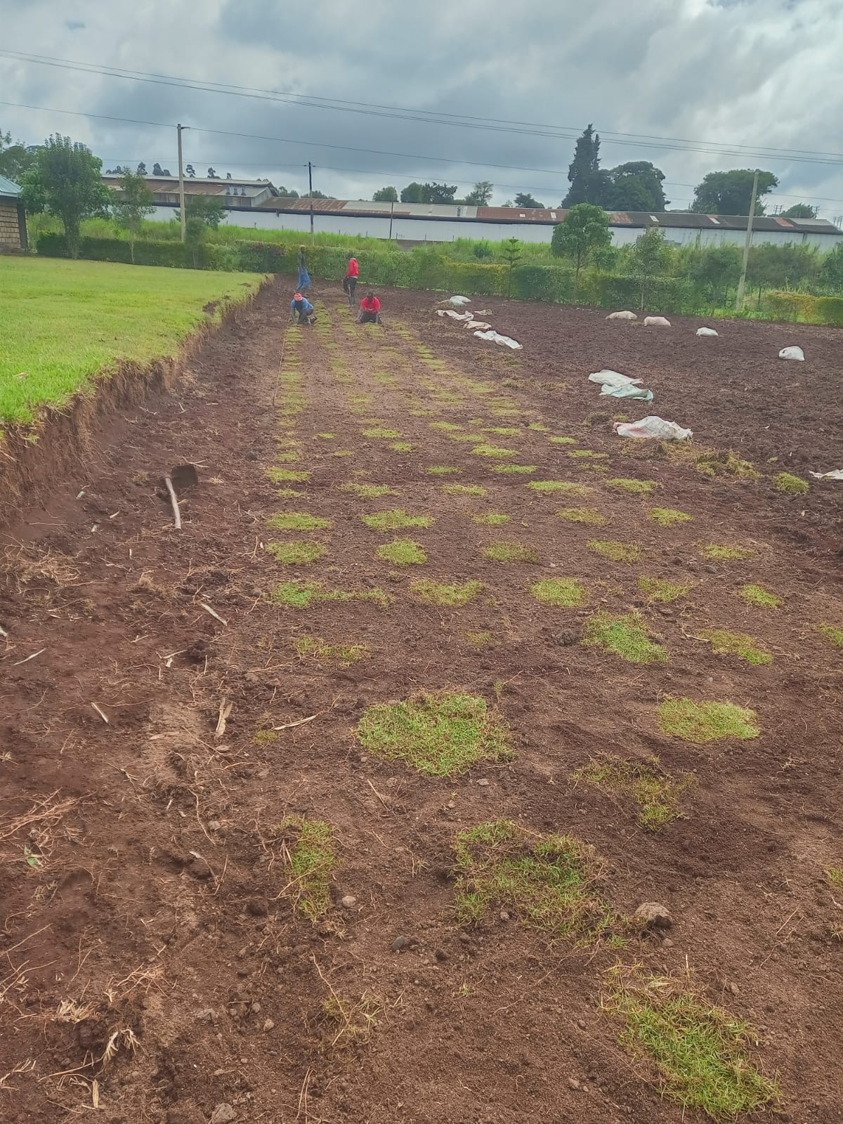 Ground preparation across the garden