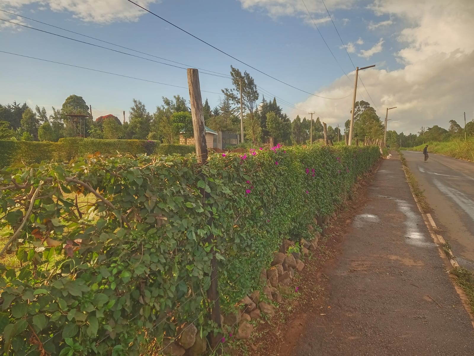 The grounds and greenery surrounding Muoria's Garden