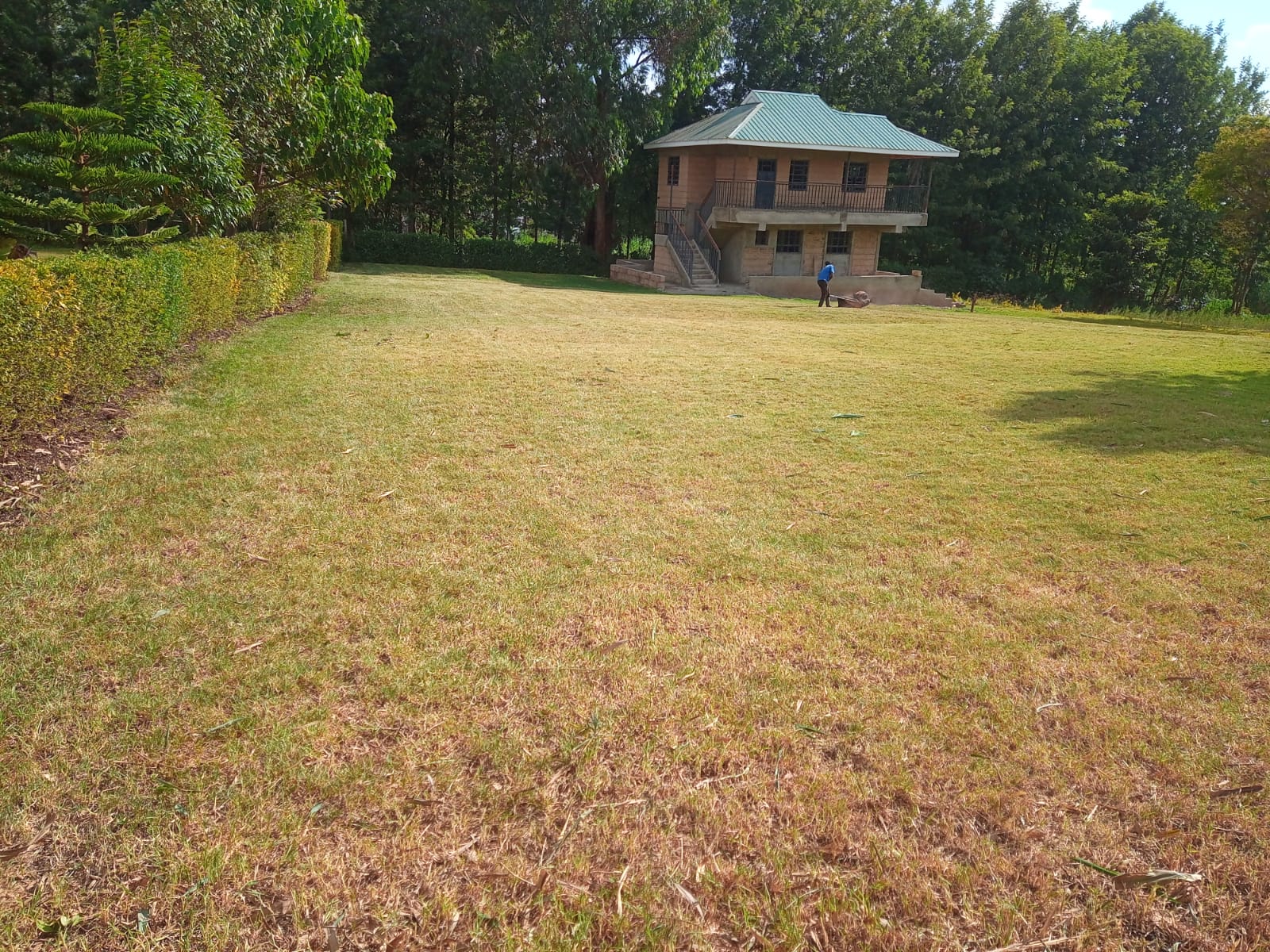 Garden lawn and surrounding trees